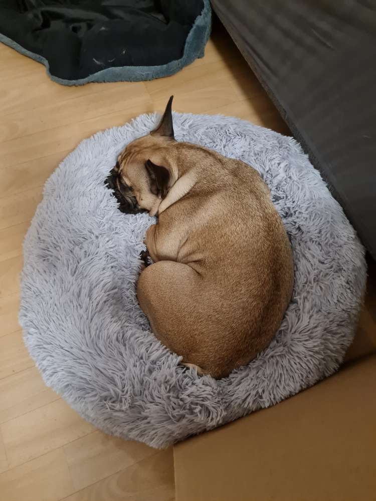 Hundetreffen-Suche Spielkameraden-Profilbild