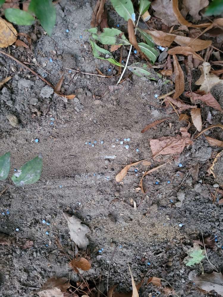 Giftköder-Schneckenkorn-Profilbild