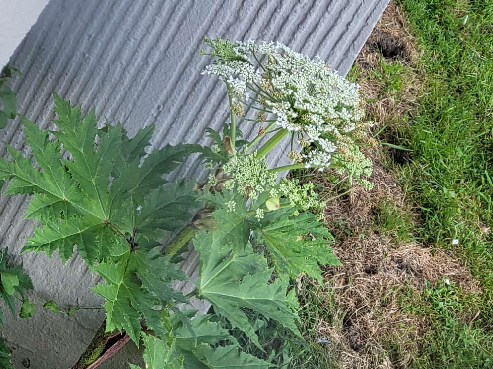 Giftköder-Riesenbärenklau-Profilbild