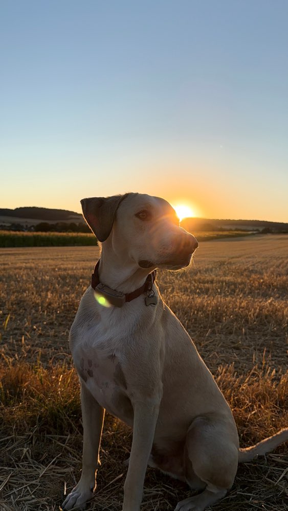 Hundetreffen-🐾 Spiel- und Gassifreunde gesucht! 🐾-Profilbild