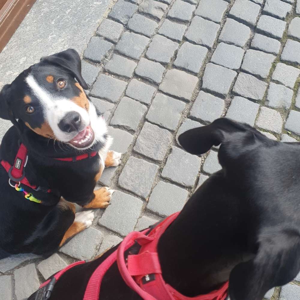 Hundetreffen-Meine Robin sucht Welpen zum kennenlernen-Profilbild