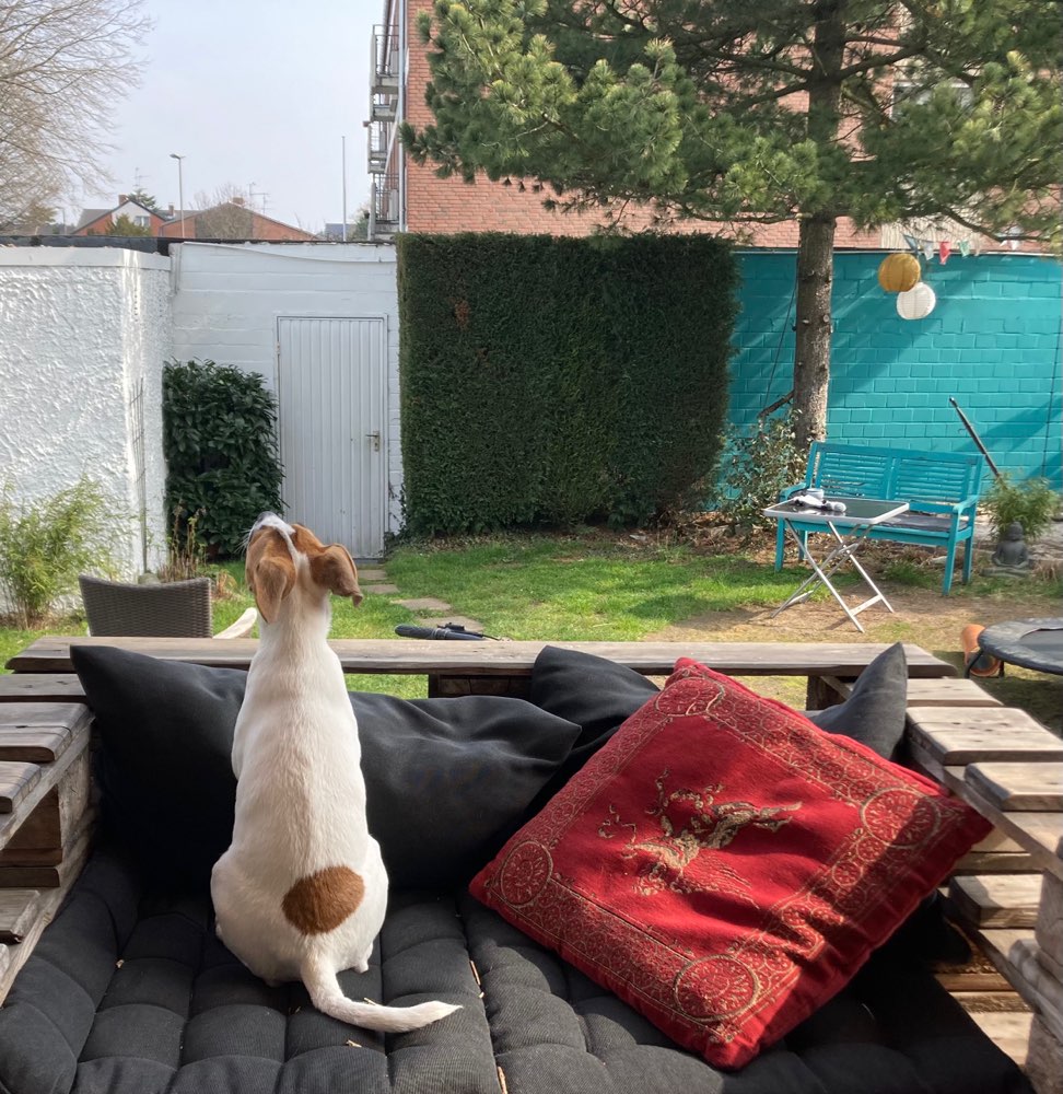 Hundetreffen-Welpentreffen-Profilbild