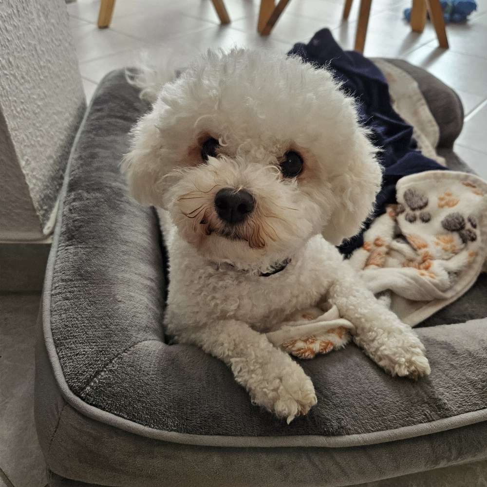 Hundetreffen-Spielen-Profilbild