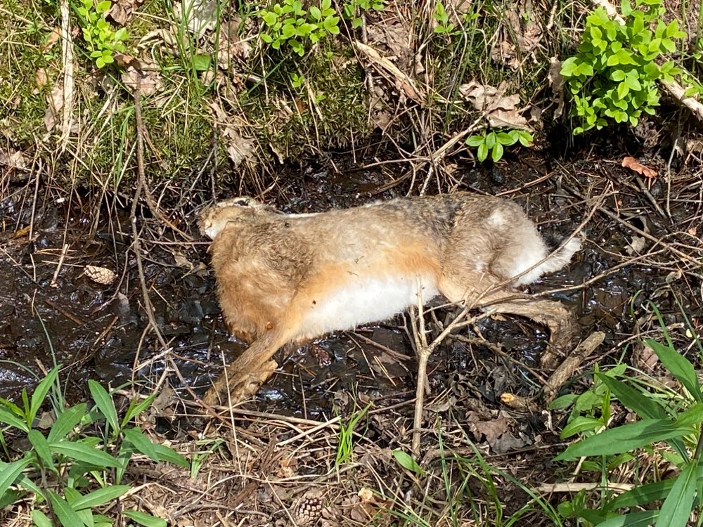 Giftköder-Toter Hase-Profilbild