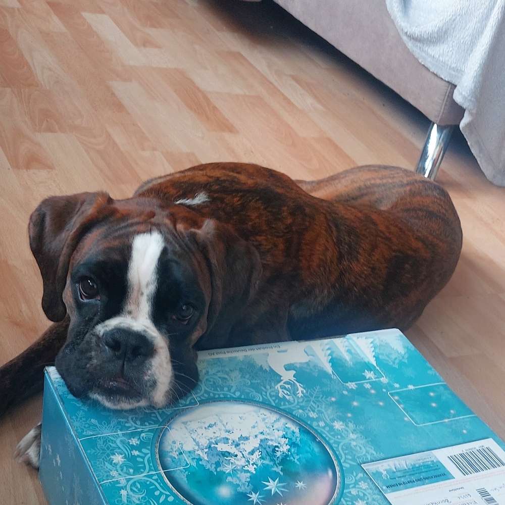 Hundetreffen-Freunde gesucht-Profilbild