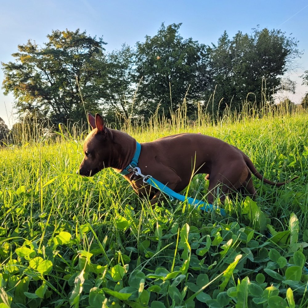 Hundetreffen-Gassi Runde-Profilbild