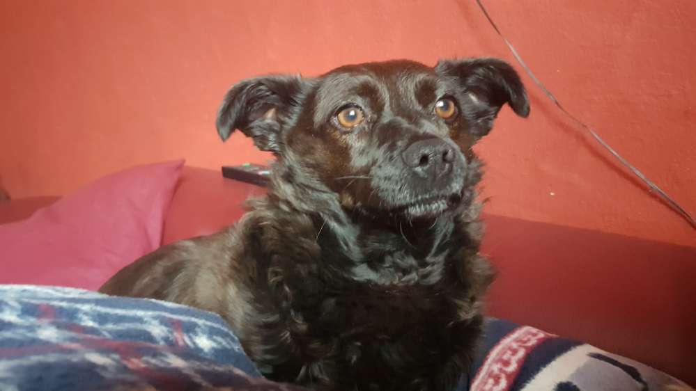 Hundetreffen-Freund/in gesucht-Profilbild