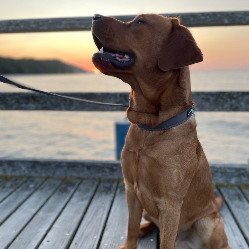 Hundetreffen-Gemeinsame Spazier- und Spielrunden-Profilbild