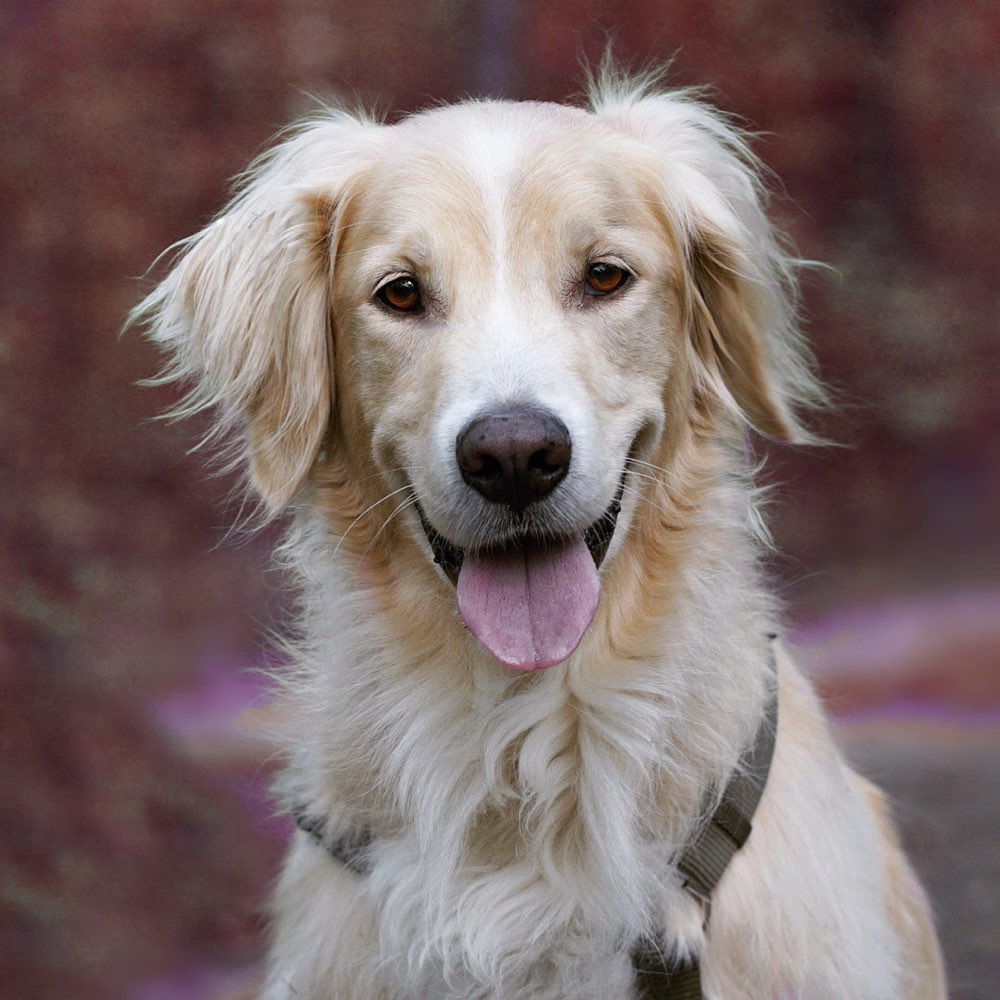 Hundetreffen-Social Walk-Profilbild