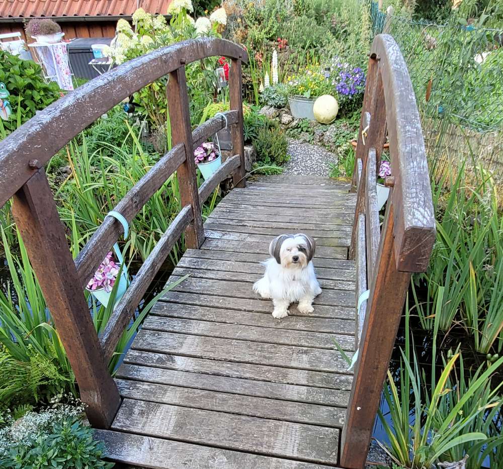 Hundetreffen-Spazieren gehen und Spielrunden-Profilbild