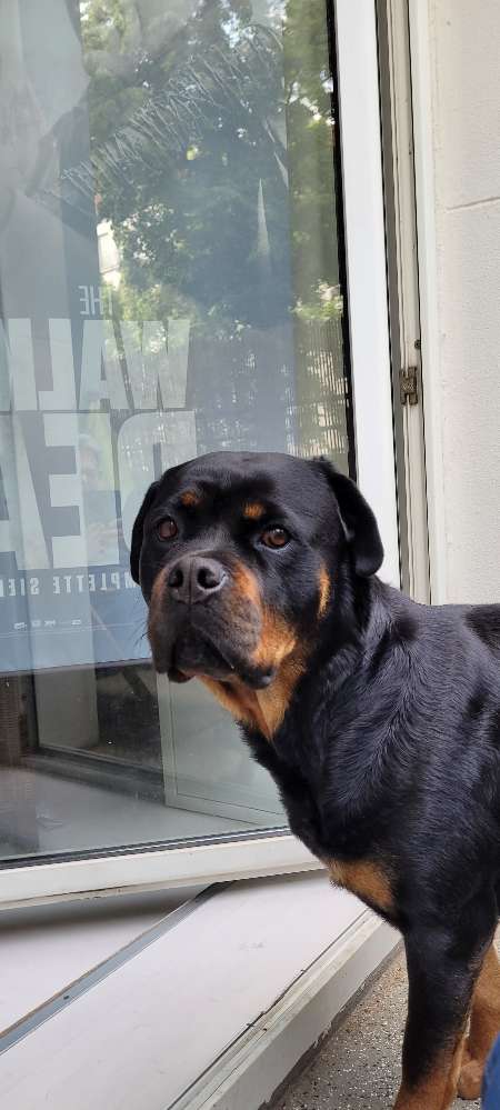 Hundetreffen-Suche Spielgefährten/in für Mona!-Profilbild