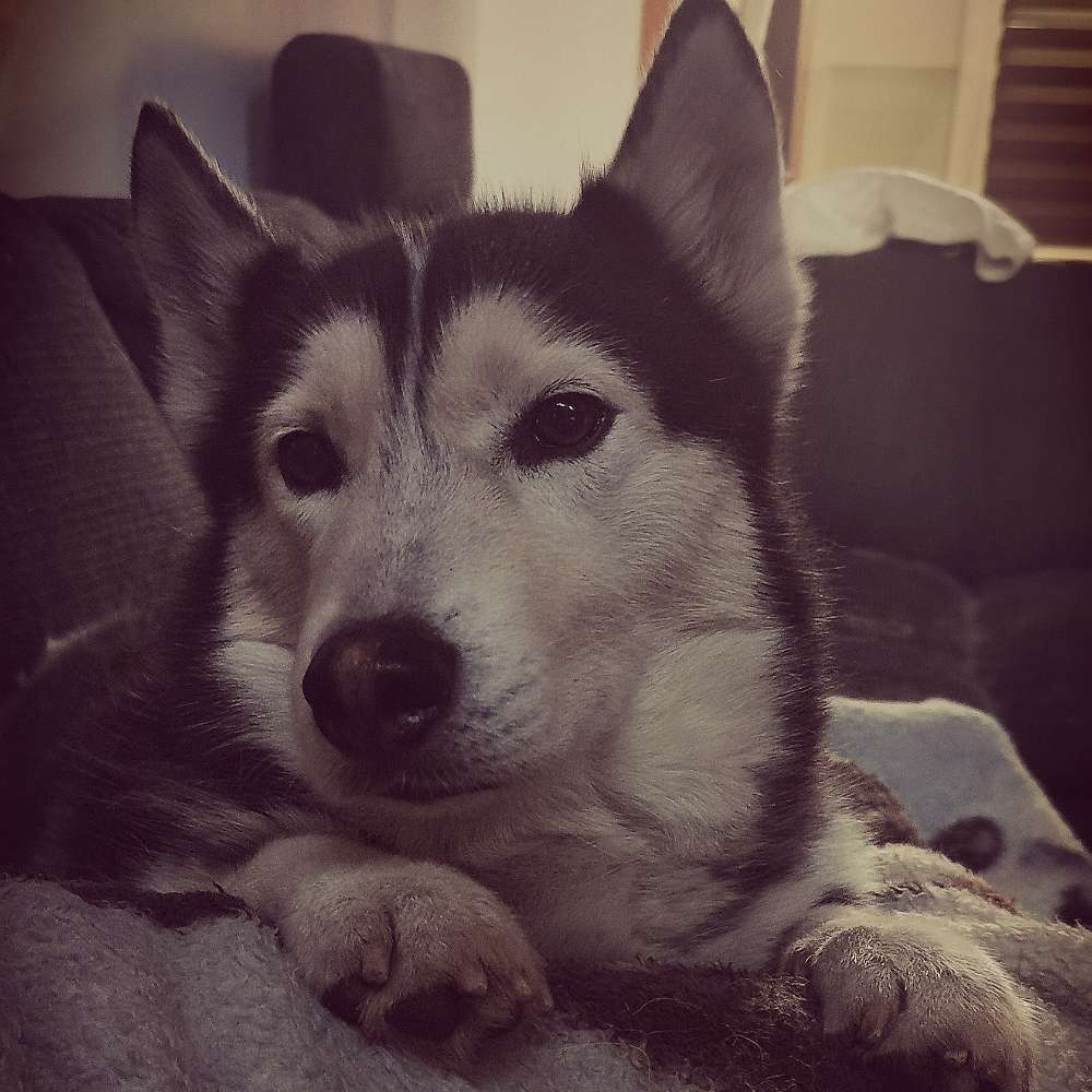 Hundetreffen-Huskytreffen-Profilbild