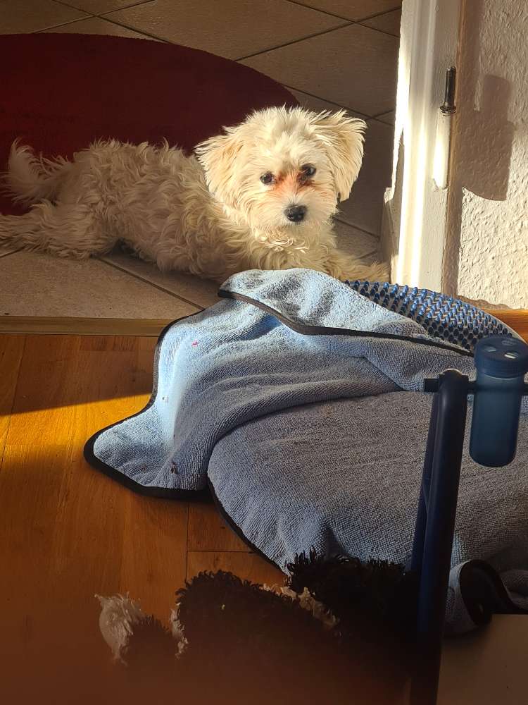 Hundetreffen-Gassigehen für Berufstätige-Profilbild