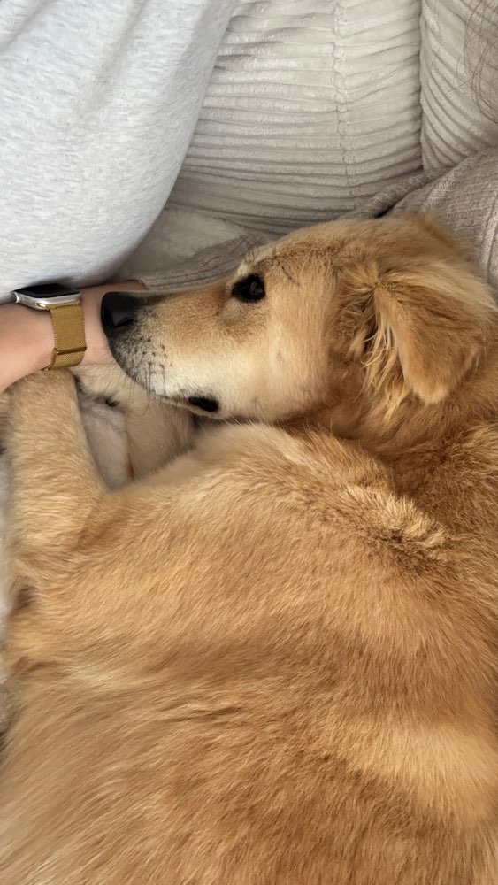 Hundetreffen-Gemeinsame Gassirunde-Profilbild