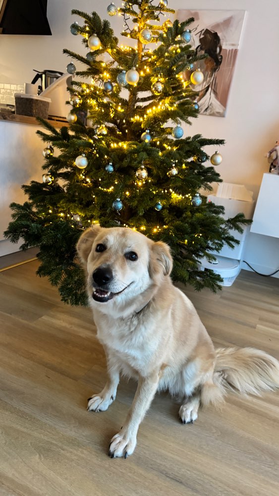 Hundetreffen-Gemeinsame Gassirunde-Profilbild
