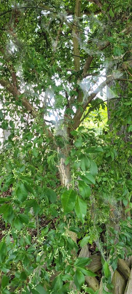 Giftköder-eichenprozessionsspinner-Profilbild