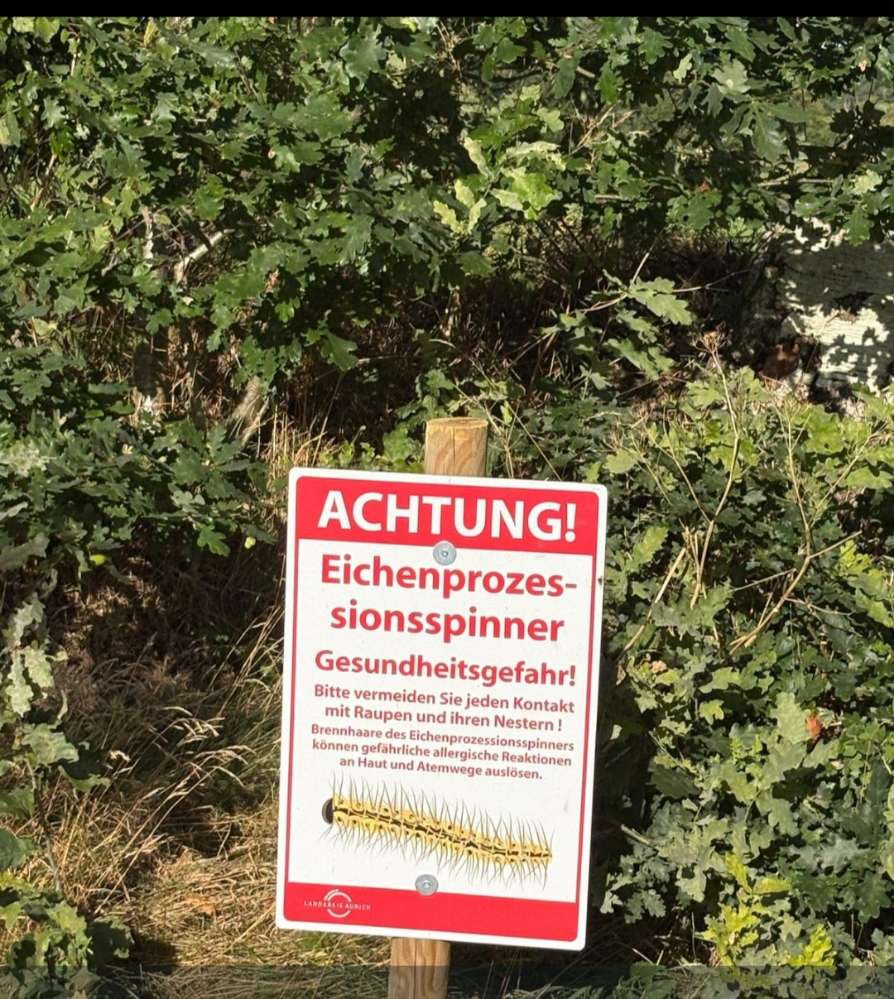 Giftköder-Eichenprozessionsspinner-Profilbild