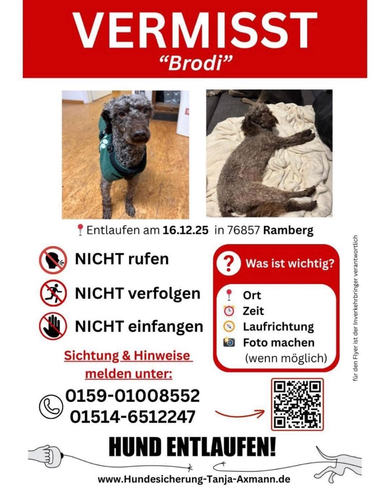 Suchmeldung-Brodi-Profilbild