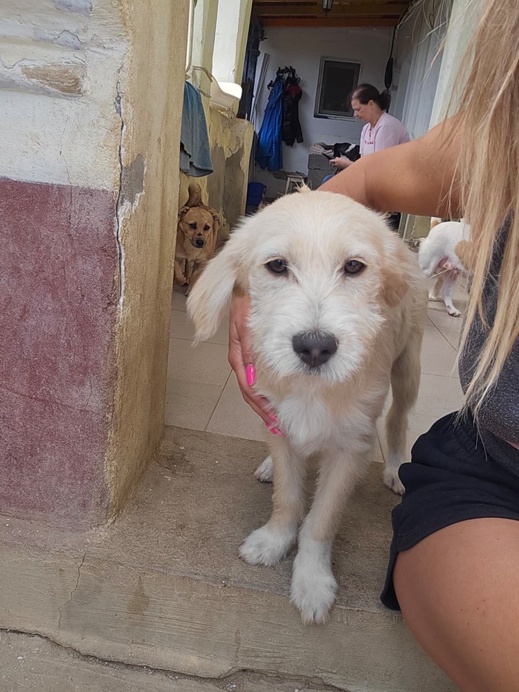 Hundetreffen-Auf der Suche nach Gassi und Spielrunden-Profilbild