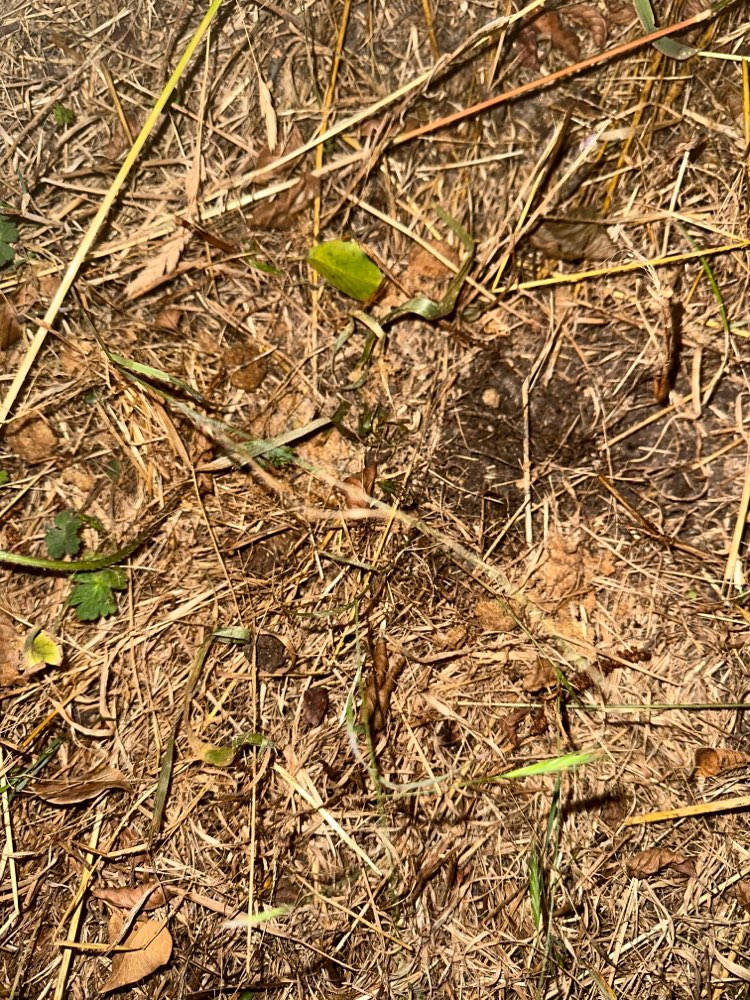 Giftköder-Hundefutter Reste-Profilbild