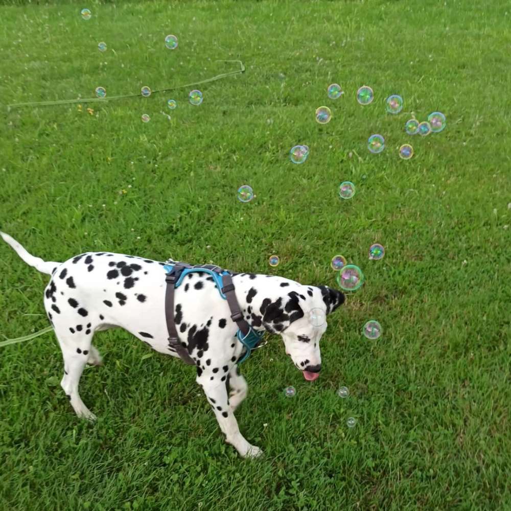 Hundetreffen-Dalmi sucht Spielfreunde-Profilbild