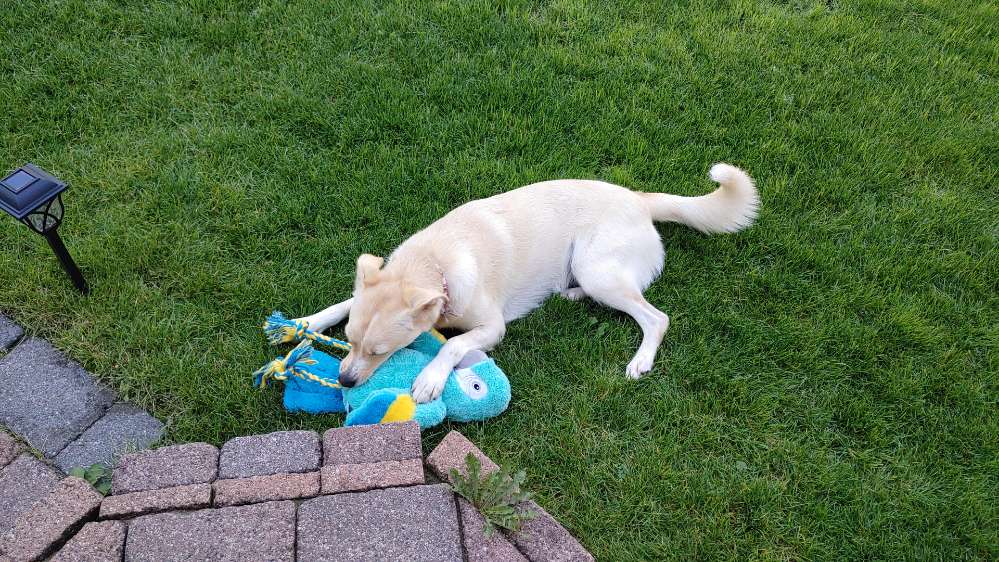 Hundetreffen-Gemeinsamer Spaziergang-Profilbild