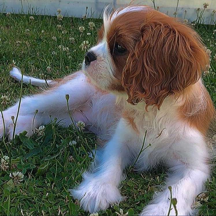 Hundetreffen-Hundetreffen verspielter Hunde-Profilbild