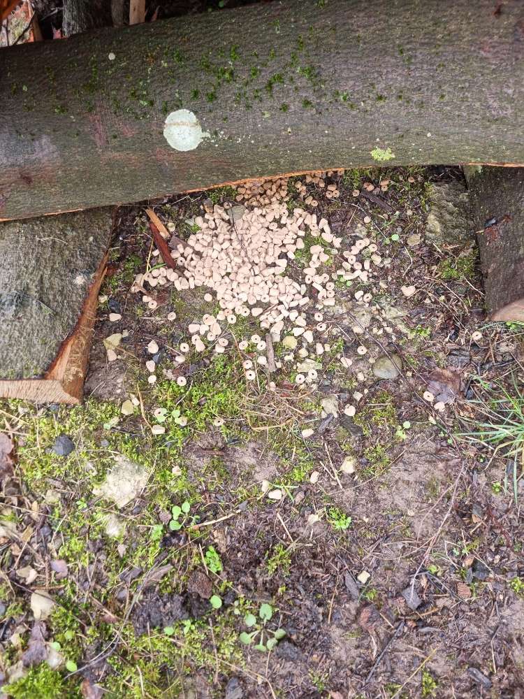 Giftköder-Grosse Menge Trockenfutter-Profilbild