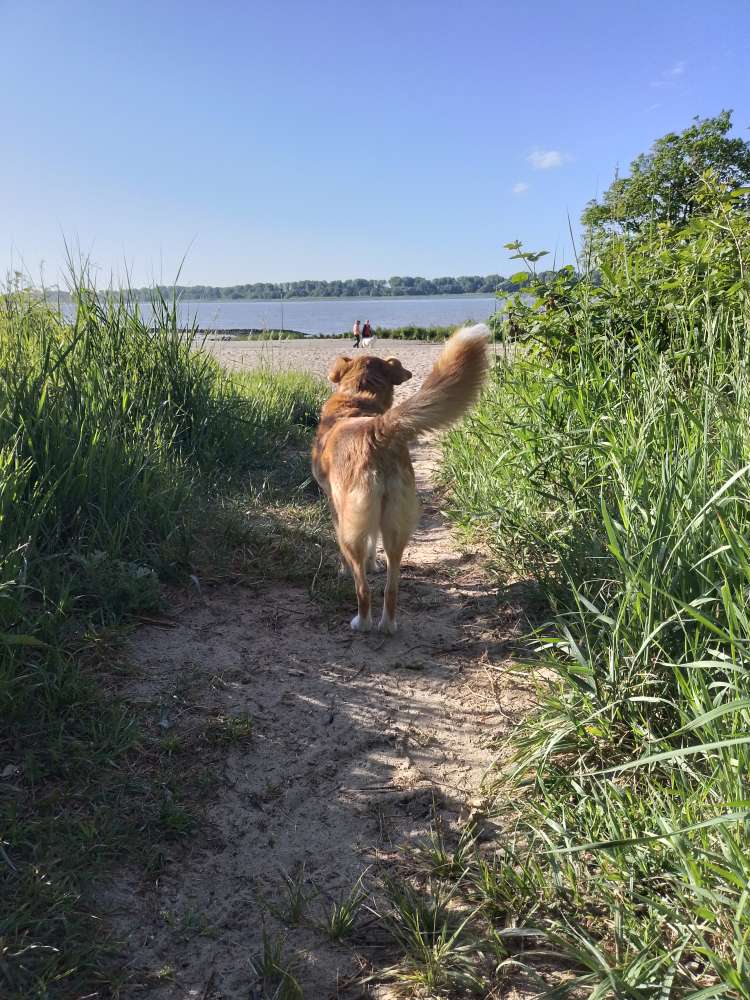 Hundetreffen-Gelegentliche Hunderunden und Aktivitäten-Profilbild