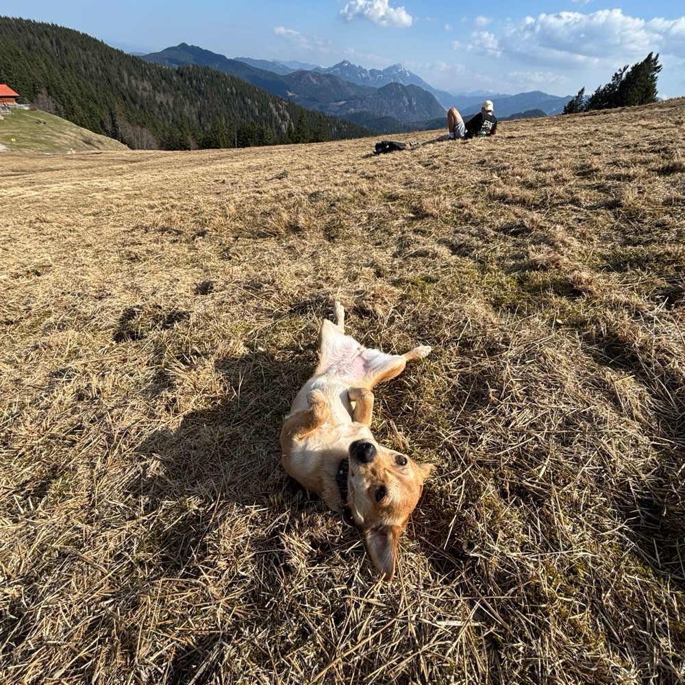 Hundetreffen-Social Walk München-Profilbild