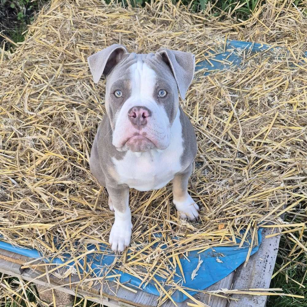 Hundetreffen-Spielkameraden-Profilbild