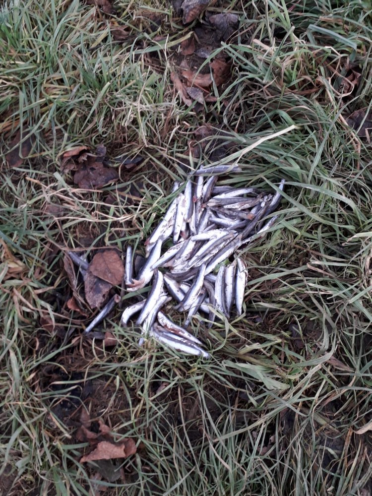 Giftköder-Fische auf der Wiese-Profilbild