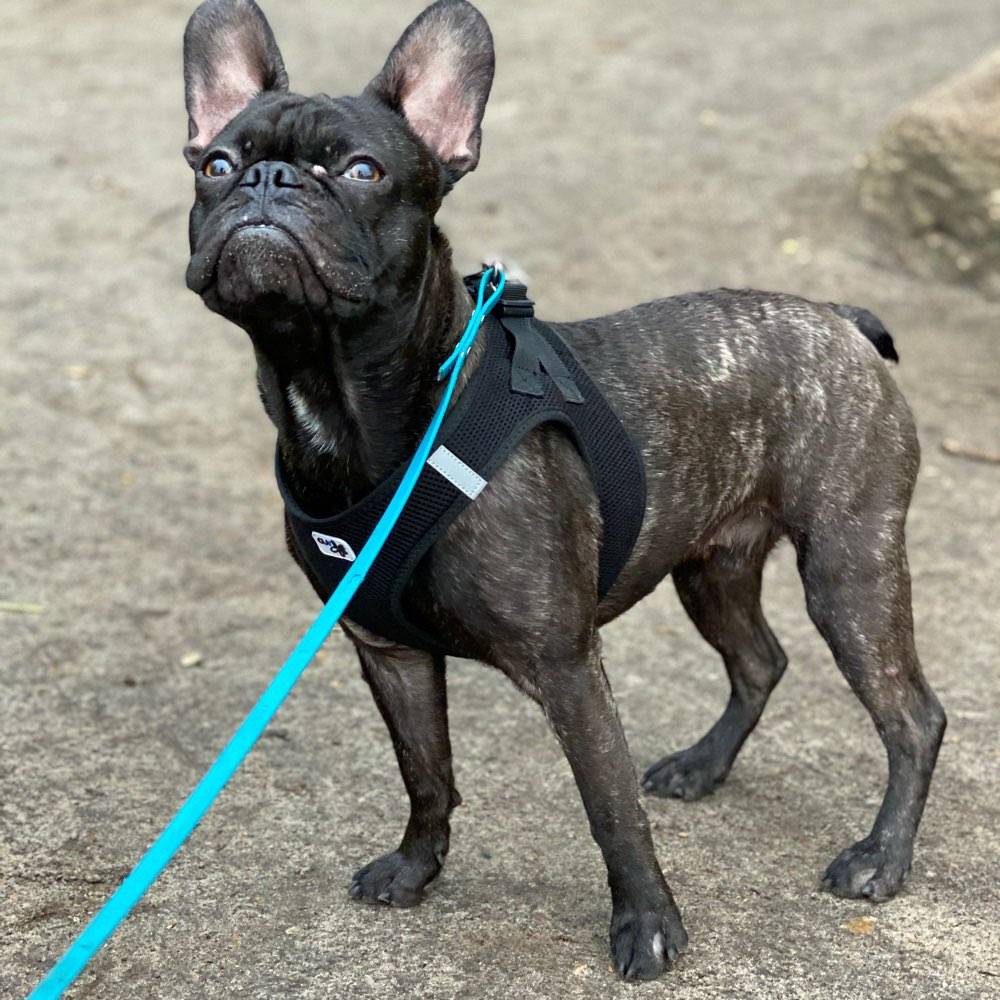 Hundetreffen-Gassi , Spielen & Toben-Profilbild