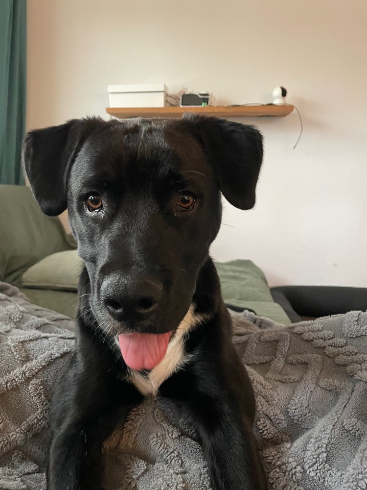 Hundetreffen-Spielfreunde gesucht-Profilbild