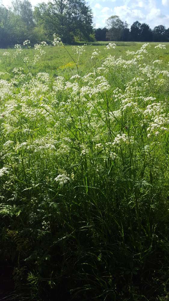 Giftköder-Nur Schafsgarbe oder Engelwurz-Profilbild