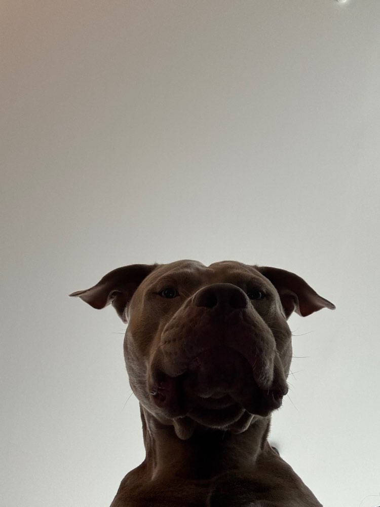 Hundetreffen-Social Walk-Profilbild