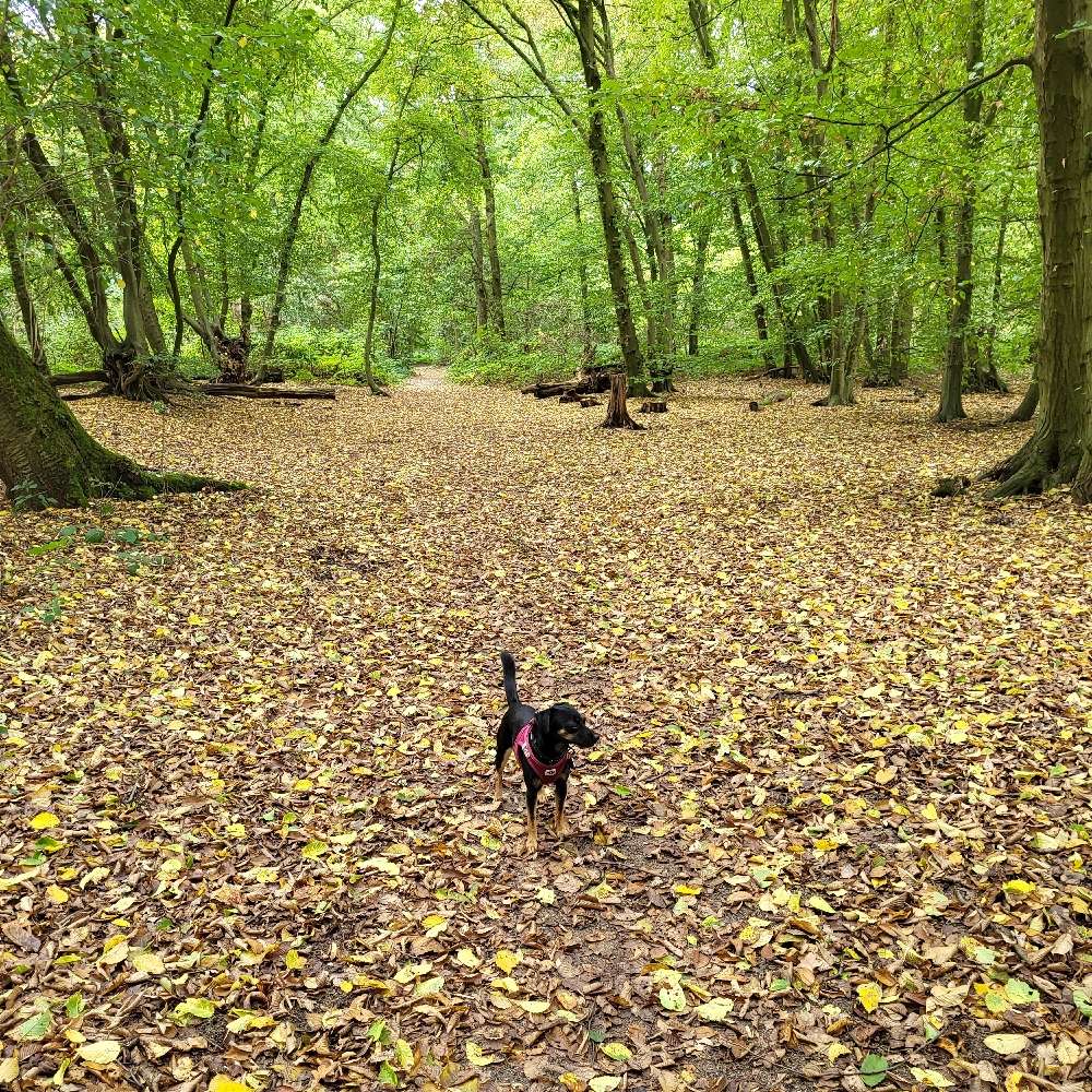 Hundetreffen-Suche Spielgefährten-Profilbild