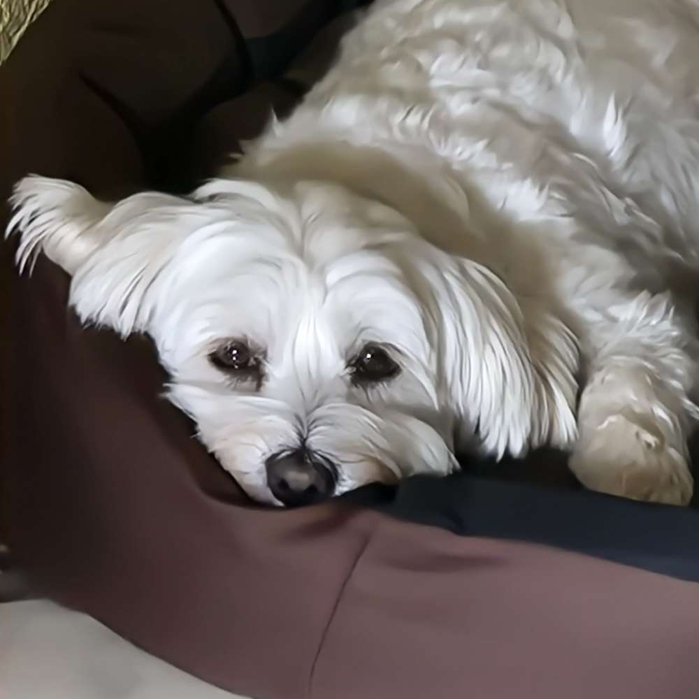 Hundetreffen-Gassirunde / Spielrunde-Profilbild