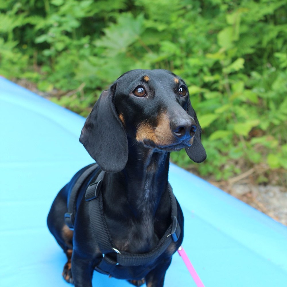 Hundetreffen-Zwergerl gesucht-Profilbild