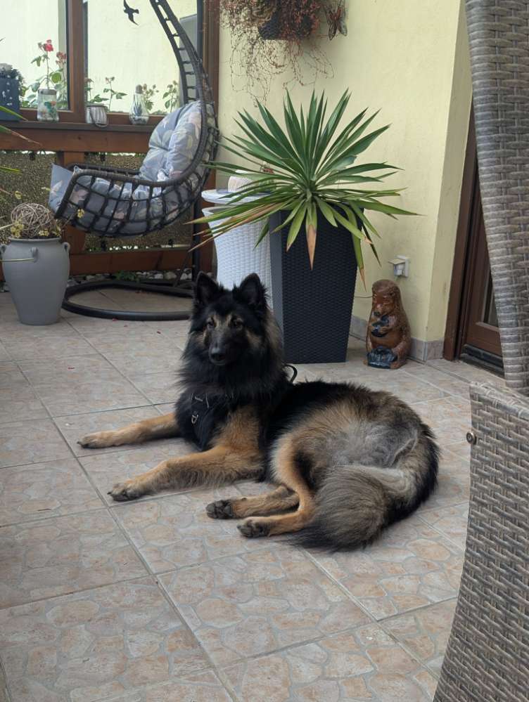 Hundetreffen-Spielkameraden gesucht 😊-Profilbild