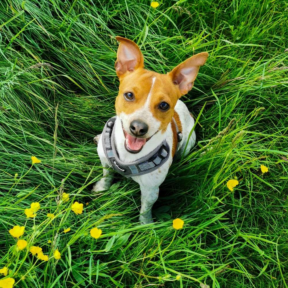 Hundetreffen-Hundebegegnungen üben-Profilbild