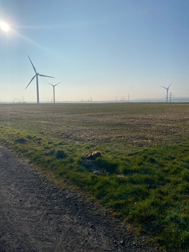 Giftköder-Toter Fuchs-Profilbild