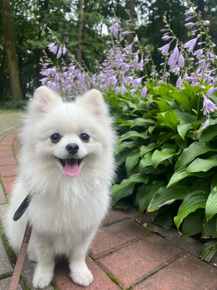Hundetreffen-Gassi treffen-Profilbild