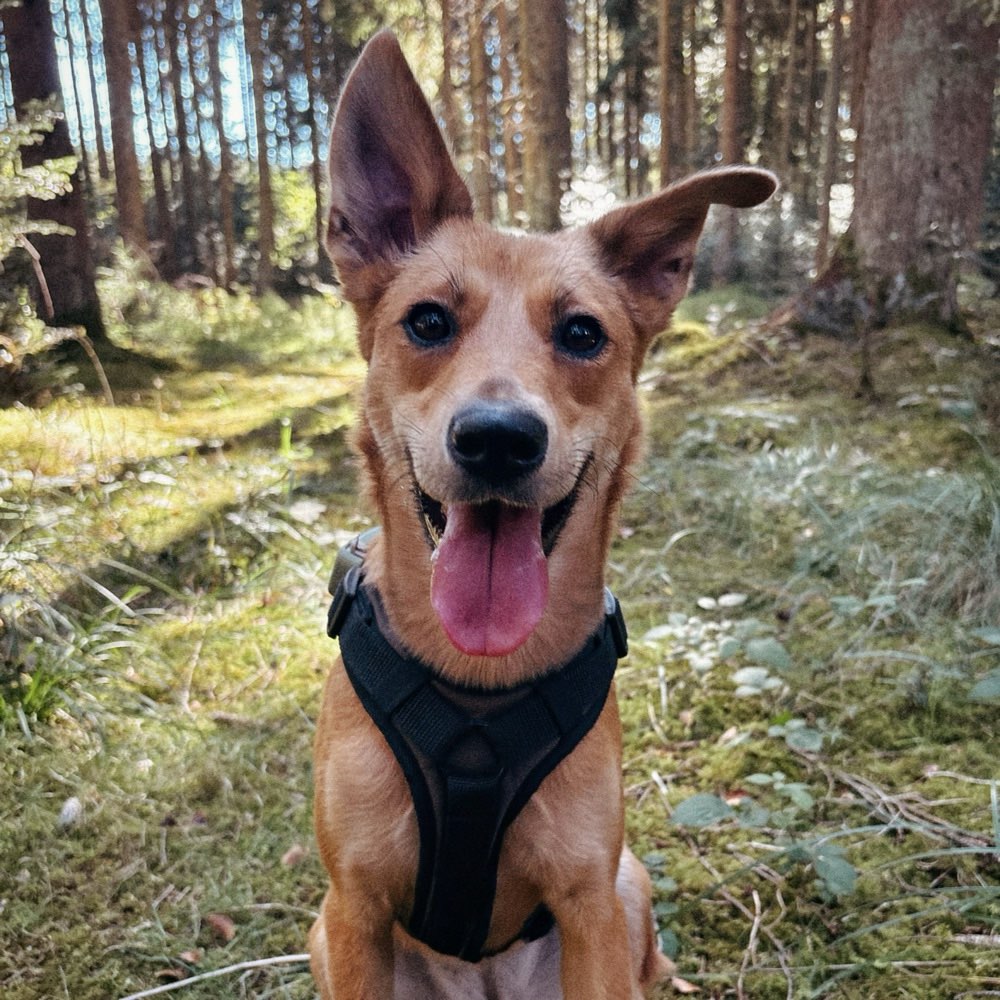 Hundetreffen-Laufen und spielen / Bad Dürrheim und Umgebung-Profilbild