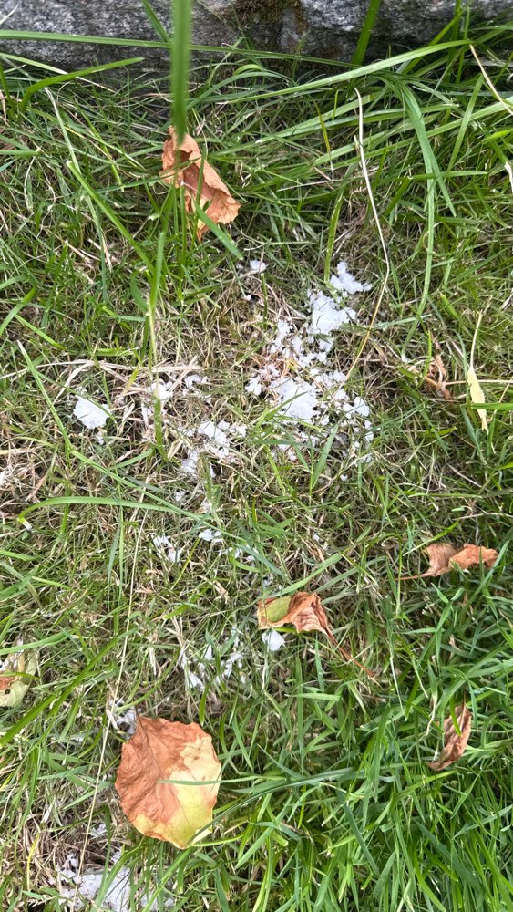 Giftköder-Könnte Gift sein-Profilbild