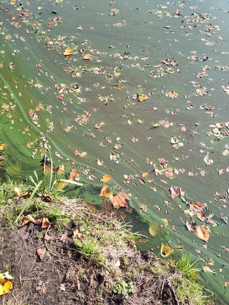 Giftköder-Blaualgen-Profilbild