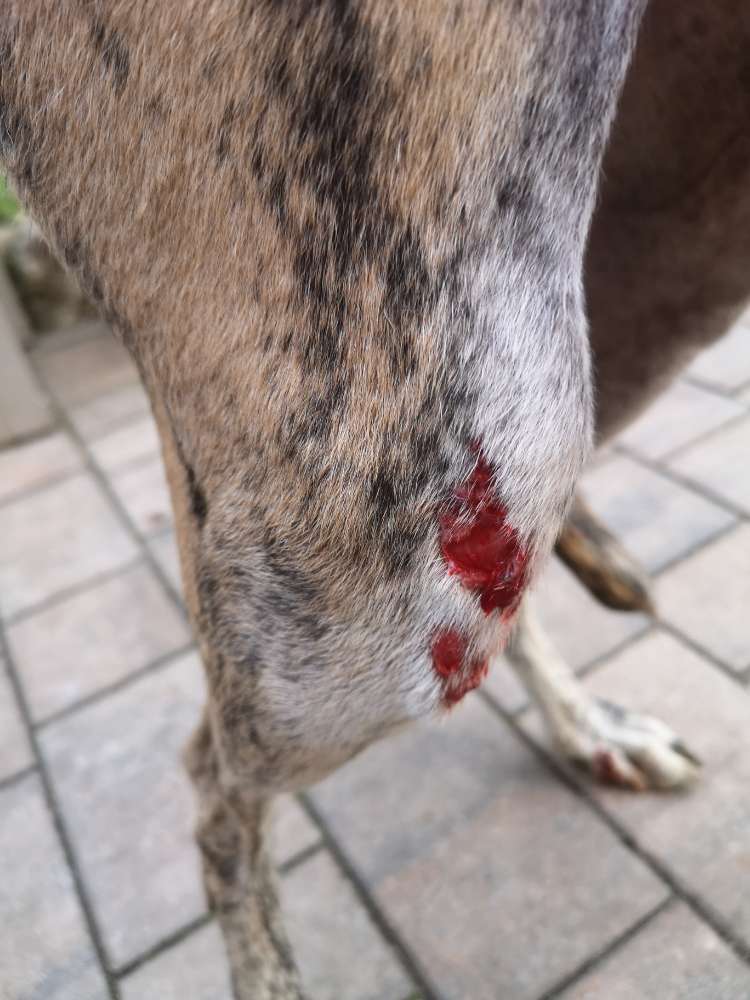 Giftköder-Gefährlicher Gegenstand, Draht?-Profilbild