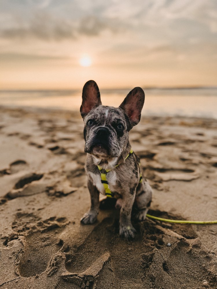 Hundetreffen-Frenchie Spielrunde-Profilbild