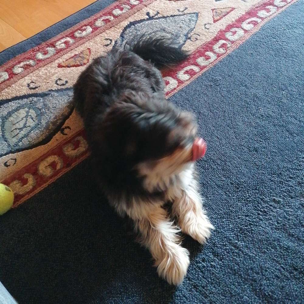 Hundetreffen-Gassi gehen welpen-Profilbild