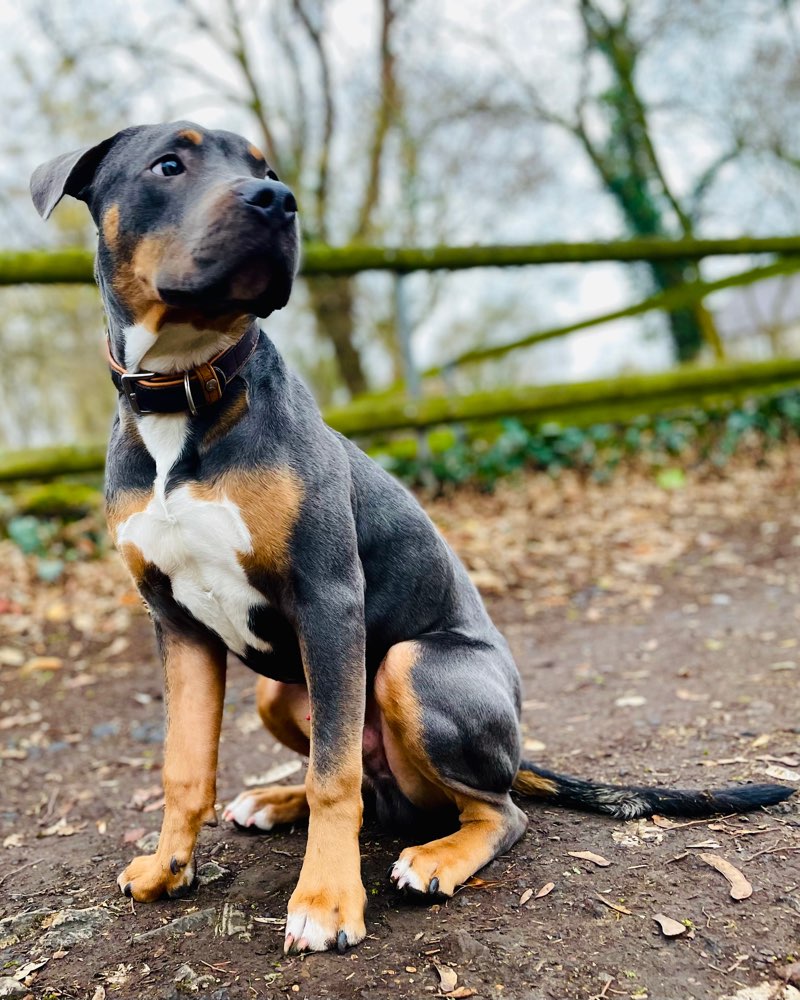 Hundetreffen-Hundefreunde für spielen, Training und Spaziergänge-Profilbild